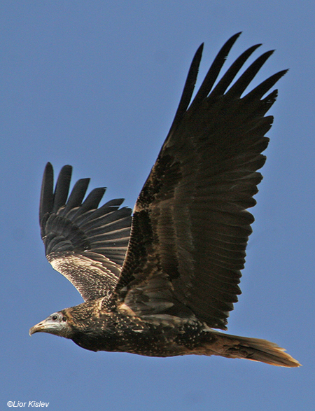  רחם מדברי Egyptian Vulture  Neophron percnopterus                    משתא,מרכז רמת הגולן,ספטמבר 2007.